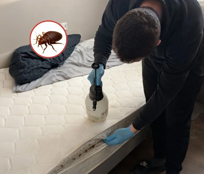 Technicien traitant un matelas contre les punaises de lit à Bondoufle